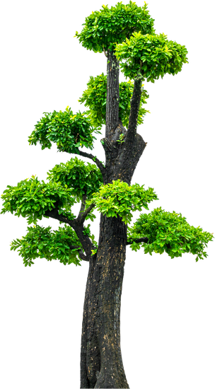 Come Curare Ginseng Bonsai 1 consigli pratici e utili