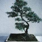 Quando Piantare Il Seme Di Un Bonsai Scopri quando piantare il seme di un bonsai per garantire il successo della tua coltivazione