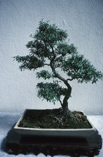 Quando Piantare Il Seme Di Un Bonsai 1 Scopri quando piantare il seme di un bonsai per garantire il successo della tua coltivazione