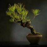 Scopri quantità esatta di foglie su un bonsai. Esplora la bellezza del numero di foglie di un bonsai