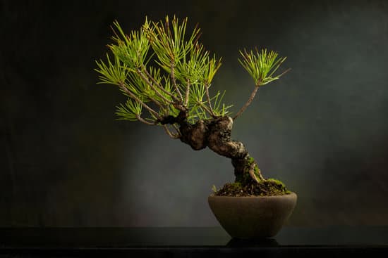 Quante Foglie Ha Mediamente Un Bonsai 1 Scopri quantità esatta di foglie su un bonsai. Esplora la bellezza del numero di foglie di un bonsai
