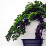 Come Curare Il Mandarino Bonsai Scopri come curare il tuo mandarino bonsai con i giusti accorgimenti e cure specifiche