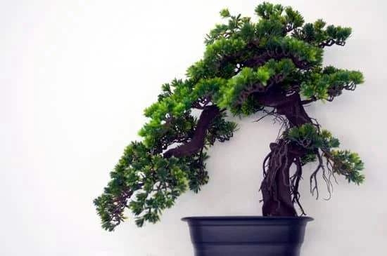 Come Curare Il Mandarino Bonsai 1 Scopri come curare il tuo mandarino bonsai con i giusti accorgimenti e cure specifiche