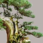 Che Bonsai Regalare Scopri quali sono i migliori alberi bonsai da regalare per un tocco di natura unico