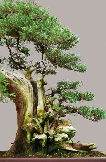 Che Bonsai Regalare 1 Scopri quali sono i migliori alberi bonsai da regalare per un tocco di natura unico