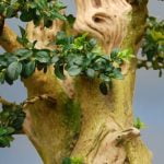 Come Fare I Bonsai Di Ulivo Guida dettagliata su come fare i bonsai di ulivo, passo dopo passo