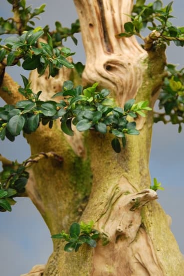 Come Fare I Bonsai Di Ulivo 1 Guida dettagliata su come fare i bonsai di ulivo, passo dopo passo