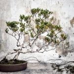 Come Riprendere Un Bonsai consigli utili per farlo tornare in splendida forma