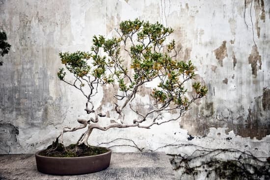 Come Riprendere Un Bonsai 1 consigli utili per farlo tornare in splendida forma