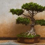 Come Fare Uub Bonsai Dal Seme Guida dettagliata su come fare un bonsai dal seme da zero
