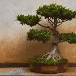 Guida dettagliata su come fare un bonsai dal seme da zero