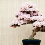 Scopri quando travasare i bonsai per mantenerli sani e rigogliosi