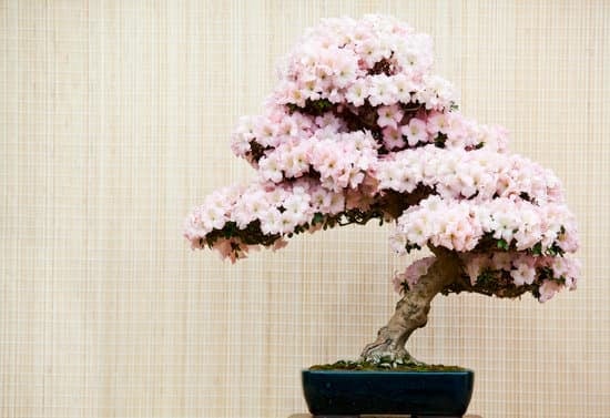 Quando Travasare I Bonsai 1 Scopri quando travasare i bonsai per mantenerli sani e rigogliosi