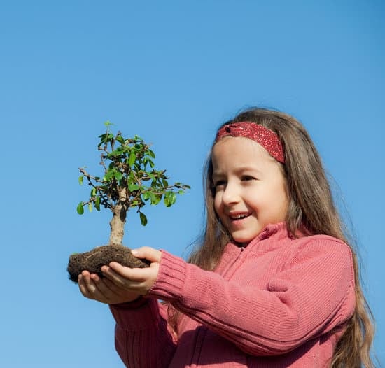 strumenti, vasi, libri e piante rare