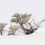 Come Fare Riprendere Bene La Carmona Bonsai suggerimenti per cura e manutenzione