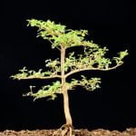 consigli e tempi da seguire per garantire la salute delle piante