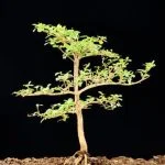 consigli e tempi da seguire per garantire la salute delle piante