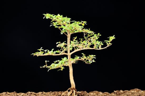 Quanto Tempi Rinvaso Bonsai Autunno 1 consigli e tempi da seguire per garantire la salute delle piante