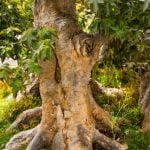 Guida pratica su come dare forma al bonsai ficus