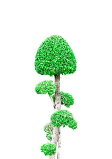 Quando Concimare Bonsai Olivo 1 Scopri i migliori tempi per concimare il bonsai olivo e mantenerlo sano e rigoglioso