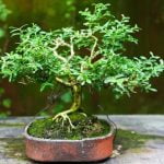 idee originali e creative per regalare un bonsai speciale
