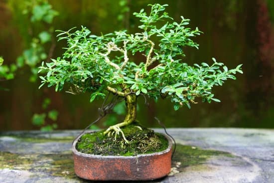 Come Confezionare Bonsai Bomboniera 1 idee originali e creative per regalare un bonsai speciale