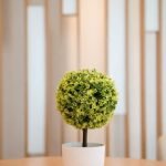 Come Creare Bonsai Da Ramo Scopri come creare bonsai da ramo con semplici tecniche di potatura