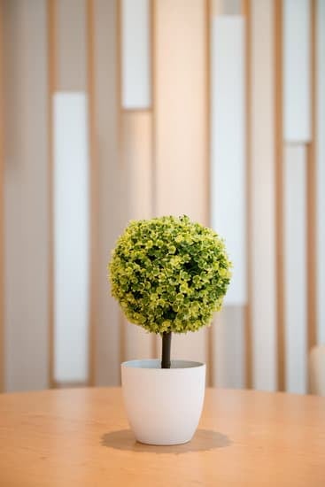 Come Creare Bonsai Da Ramo 1 Scopri come creare bonsai da ramo con semplici tecniche di potatura