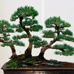 Quanto Tempo Tenere Legato Un Bonsai quanto tempo tenerlo legato dipende dalla varietà