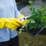 Cosa Significa La Parola Giapponese Bonsai Scopri il significato della parola giapponese bonsai e le sue origini millenarie