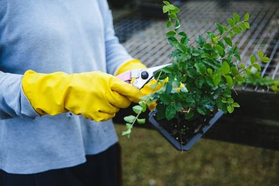 Cosa Significa La Parola Giapponese Bonsai 1 Scopri il significato della parola giapponese bonsai e le sue origini millenarie