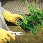 Quando Rinvasare Un Bonsai Ginseng Scopri quando rinvasare un bonsai ginseng per garantirne la salute e la crescita ottimale