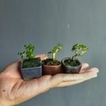 Scopri come annaffiare il bonsai Ficus Ginseng per mantenerlo sano e rigoglioso