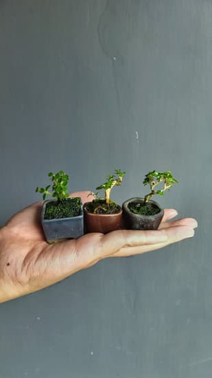 Scopri come annaffiare il bonsai Ficus Ginseng per mantenerlo sano e rigoglioso