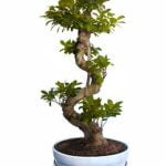 Come Trattare Un Bonsai Ginseng Scopri come trattare un bonsai ginseng seguendo le indicazioni specifiche per la sua cura ottimale