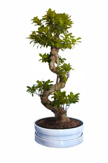 Come Trattare Un Bonsai Ginseng 1 Scopri come trattare un bonsai ginseng seguendo le indicazioni specifiche per la sua cura ottimale