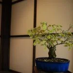 Come Fare Bonsai Bonsai Ciliegio Scopri come fare bonsai di ciliegio con la guida definitiva per principianti