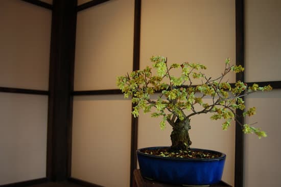Come Fare Bonsai Bonsai Ciliegio 1 Scopri come fare bonsai di ciliegio con la guida definitiva per principianti
