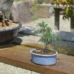 Utilizza il bonsai ficus ginseng per creare un ambiente umido e luminoso