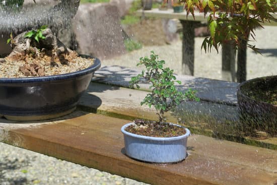 Utilizza il bonsai ficus ginseng per creare un ambiente umido e luminoso