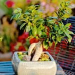 Come Fare Bonsai Di Azalea Guida dettagliata su come fare bonsai di azalea