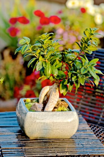 Come Fare Bonsai Di Azalea 1 Guida dettagliata su come fare bonsai di azalea