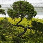 Scopri come avere un bonsai in casa con pochi passaggi facili da seguire