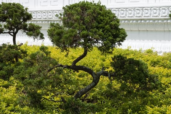 Come Avere Un Bonsai in Casa 1 Scopri come avere un bonsai in casa con pochi passaggi facili da seguire
