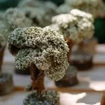 Come Potare Un Bonsai Di Mandarino guida completa per la cura del tuo albero da frutto