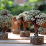 Come Realizzare Una Lastra Per Bonsai Come realizzare una lastra per bonsai con materiali naturali