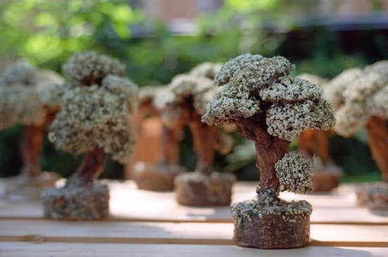 Come realizzare una lastra per bonsai con materiali naturali