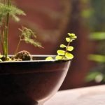 consigli pratici e indispensabili per la cura delle piante in vaso