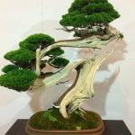 Come mantenere un bonsai in casa con successo