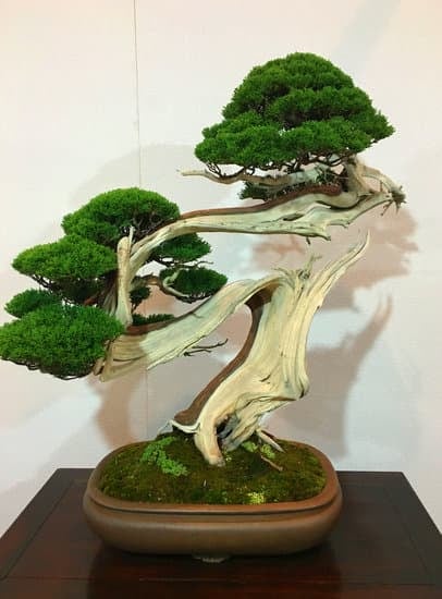 Come Mantenere Un Bonsai in Casa 1 Come mantenere un bonsai in casa con successo